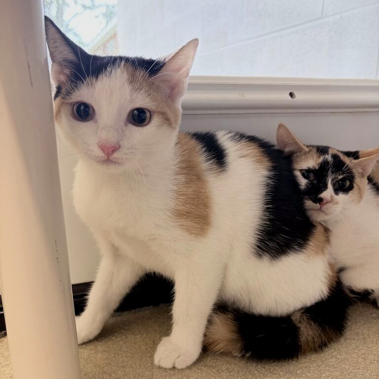 FRIDA - Domestic Shorthair available for adoption
