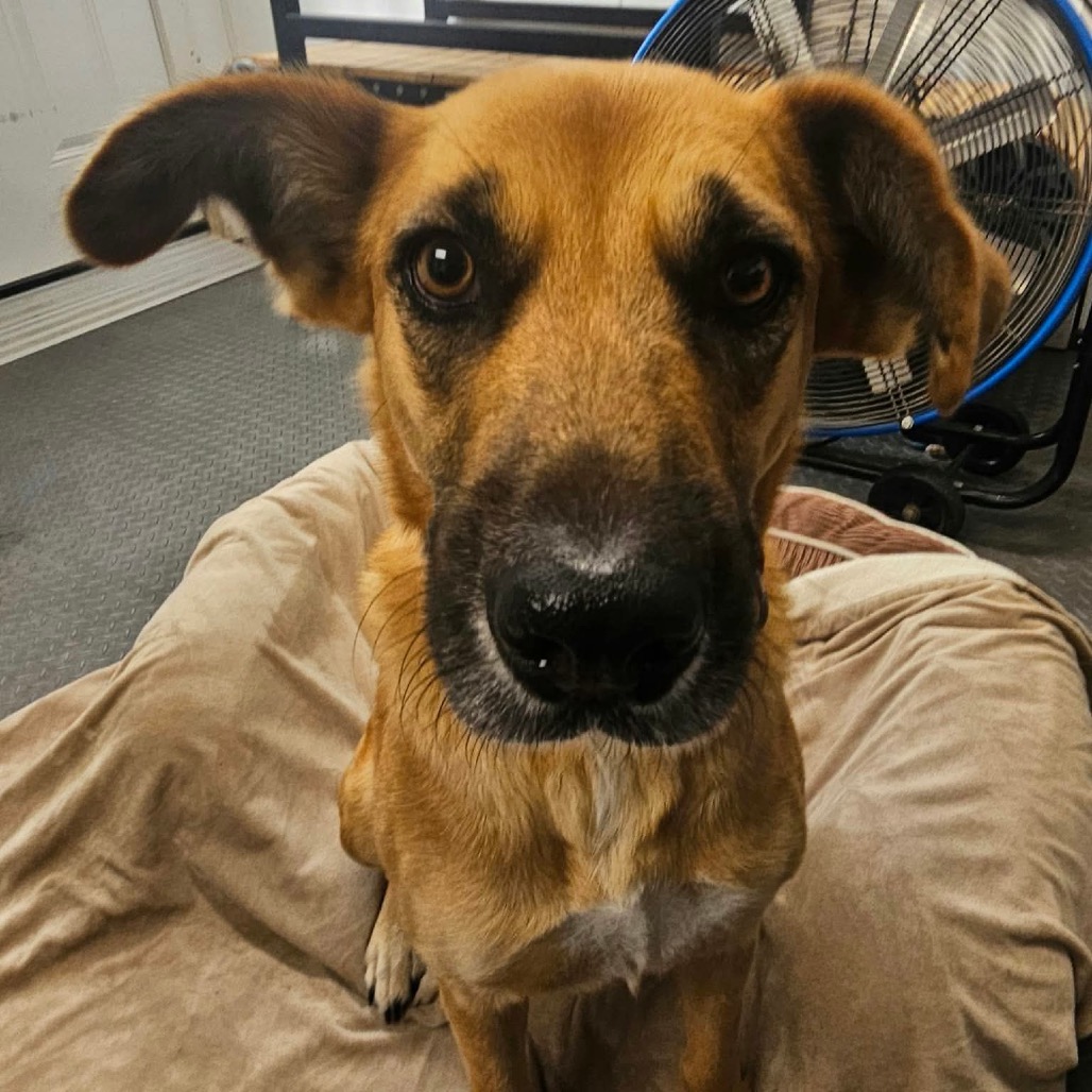 Hazel, photo 22