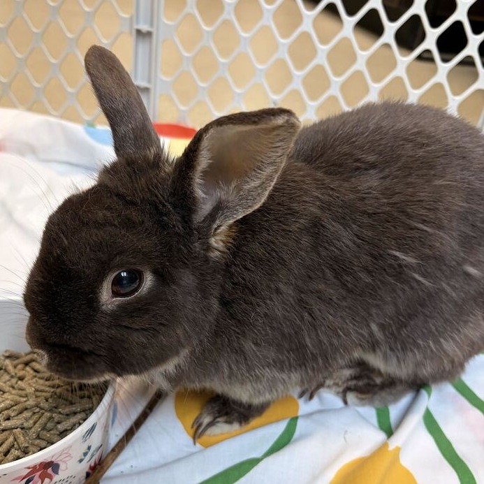 CADBURY - Rex / Mini available for adoption