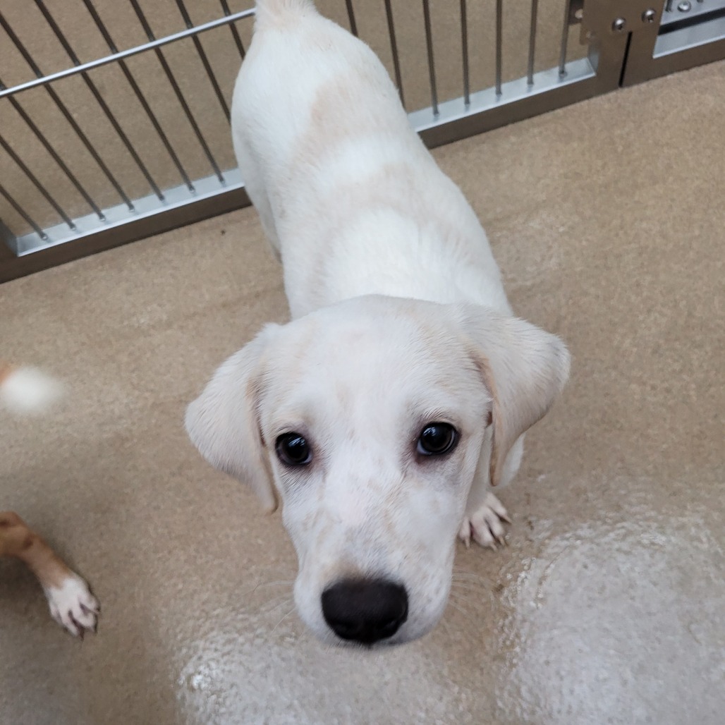Photo of Grammi, a dog adopted from Gulf Coast Humane Society