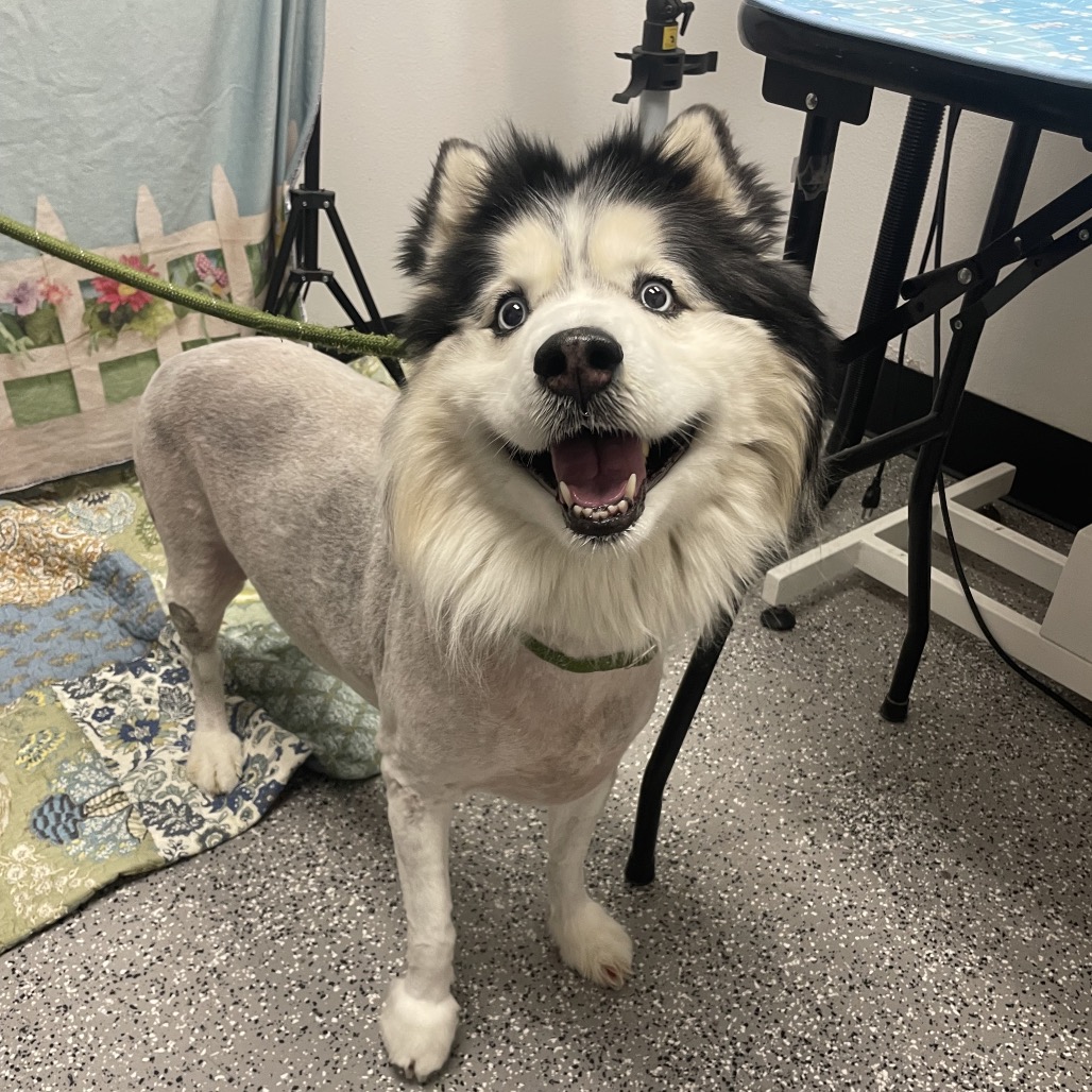 BALTO - Husky / Siberian available for adoption