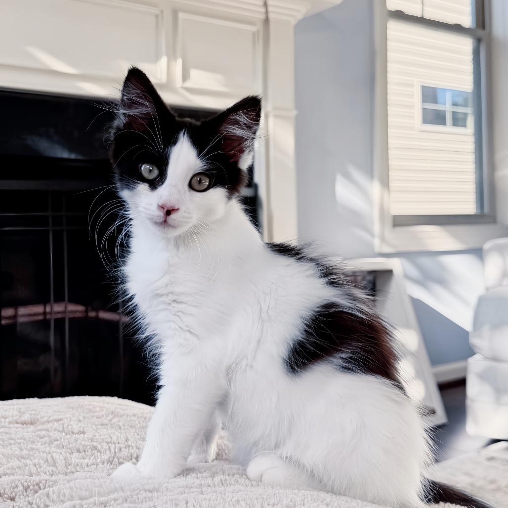 ALVIN (FORMERLY KNOWN AS PANDA) ADOPTION PENDING - Domestic Medium Hair available for adoption