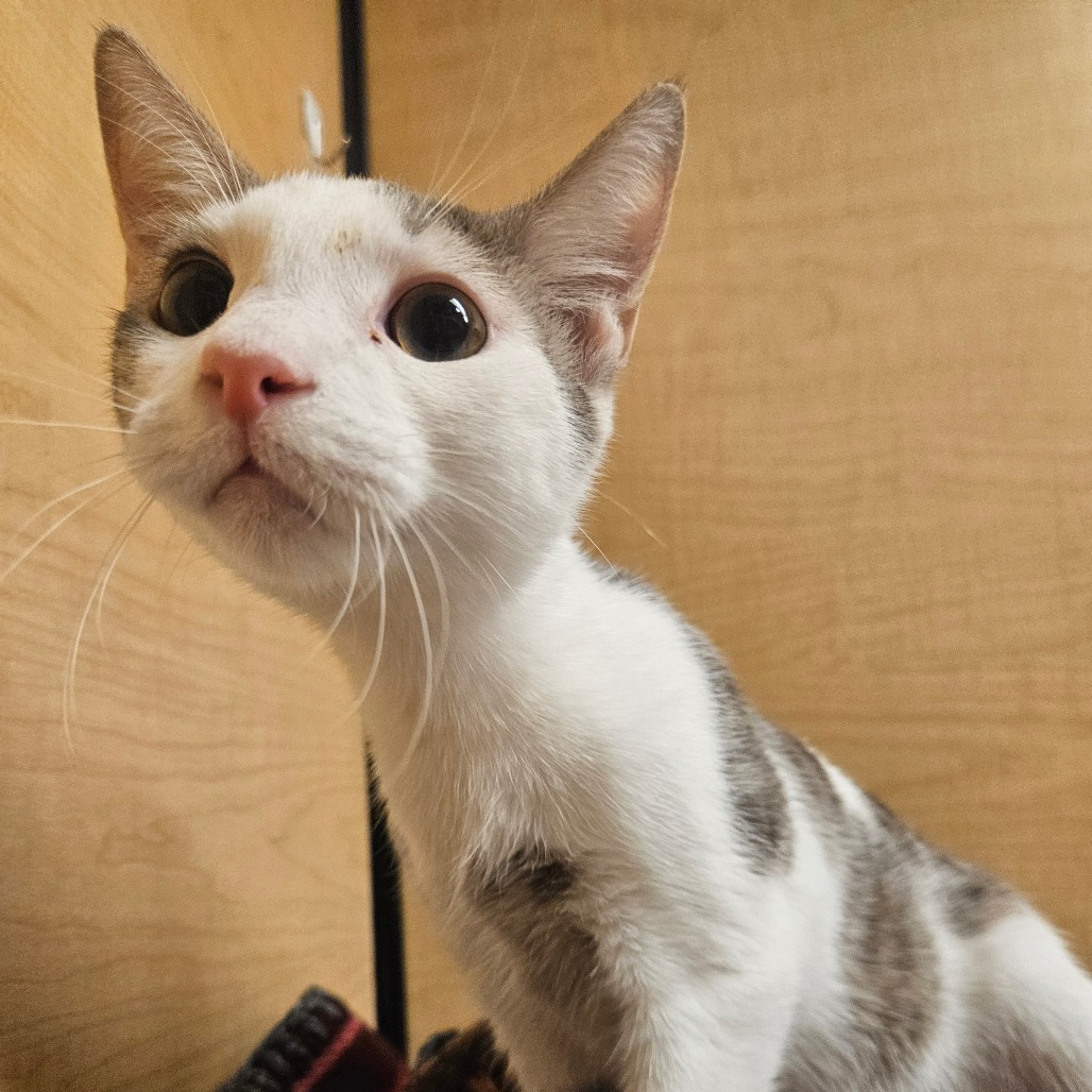 BISHOP - Domestic Shorthair available for adoption