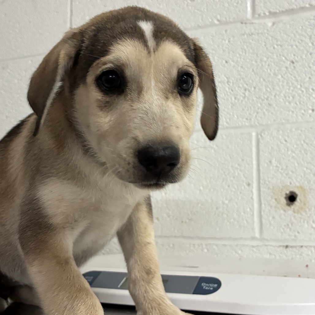 MY MELODY - Shepherd / Husky available for adoption
