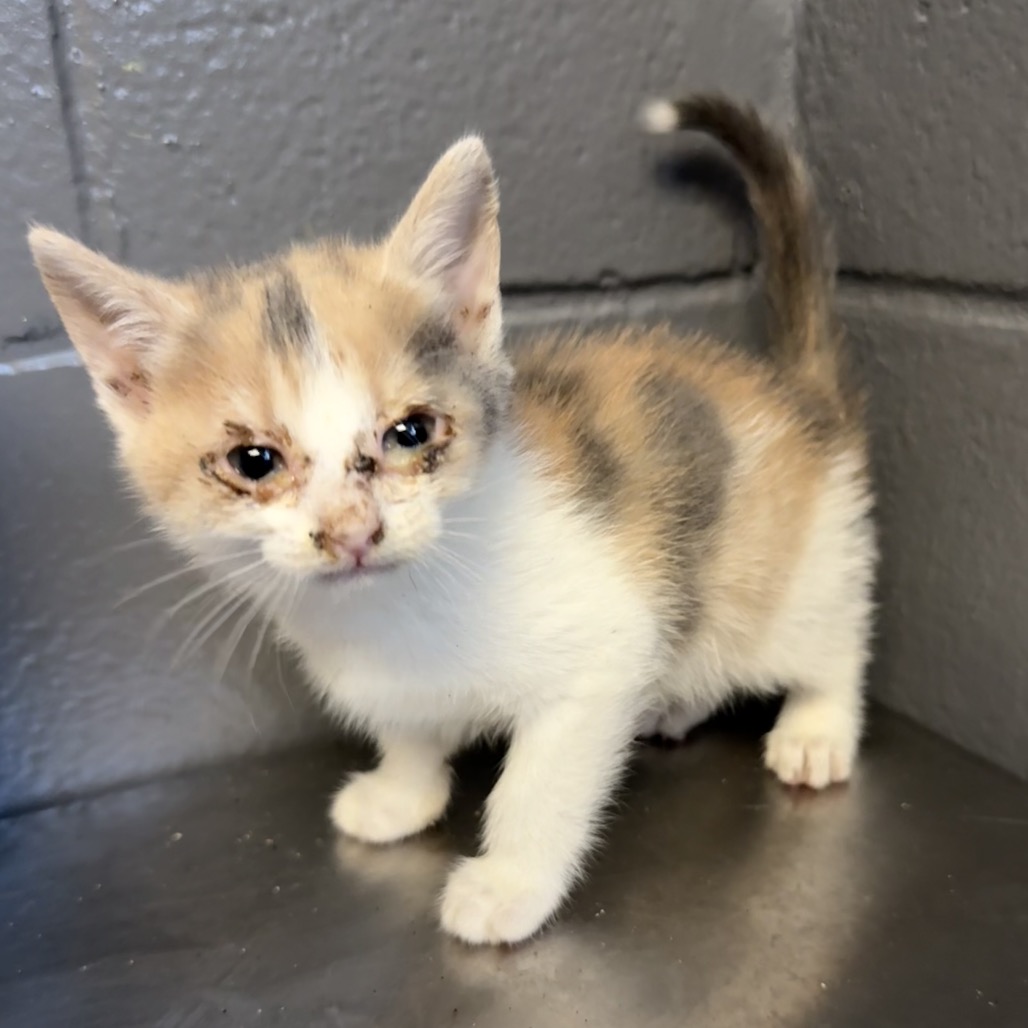 Tusc Stray 84128 2 3 4