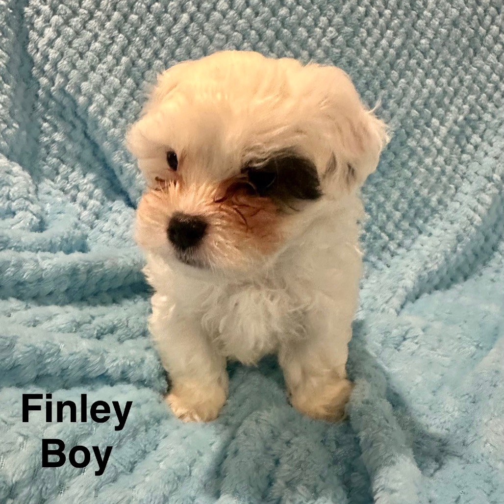 Finley