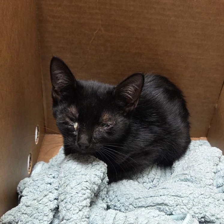 REESE'S PIECES - Domestic Shorthair available for adoption