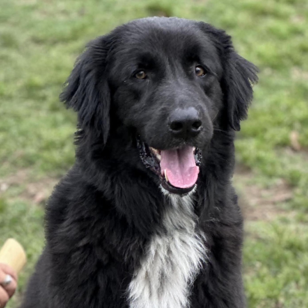 Scout, photo 7