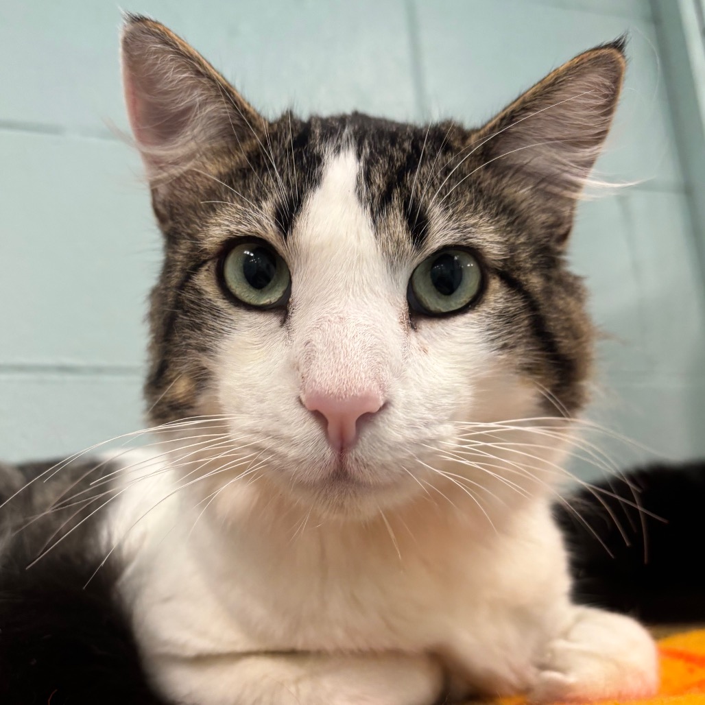 Zebu - Domestic Shorthair