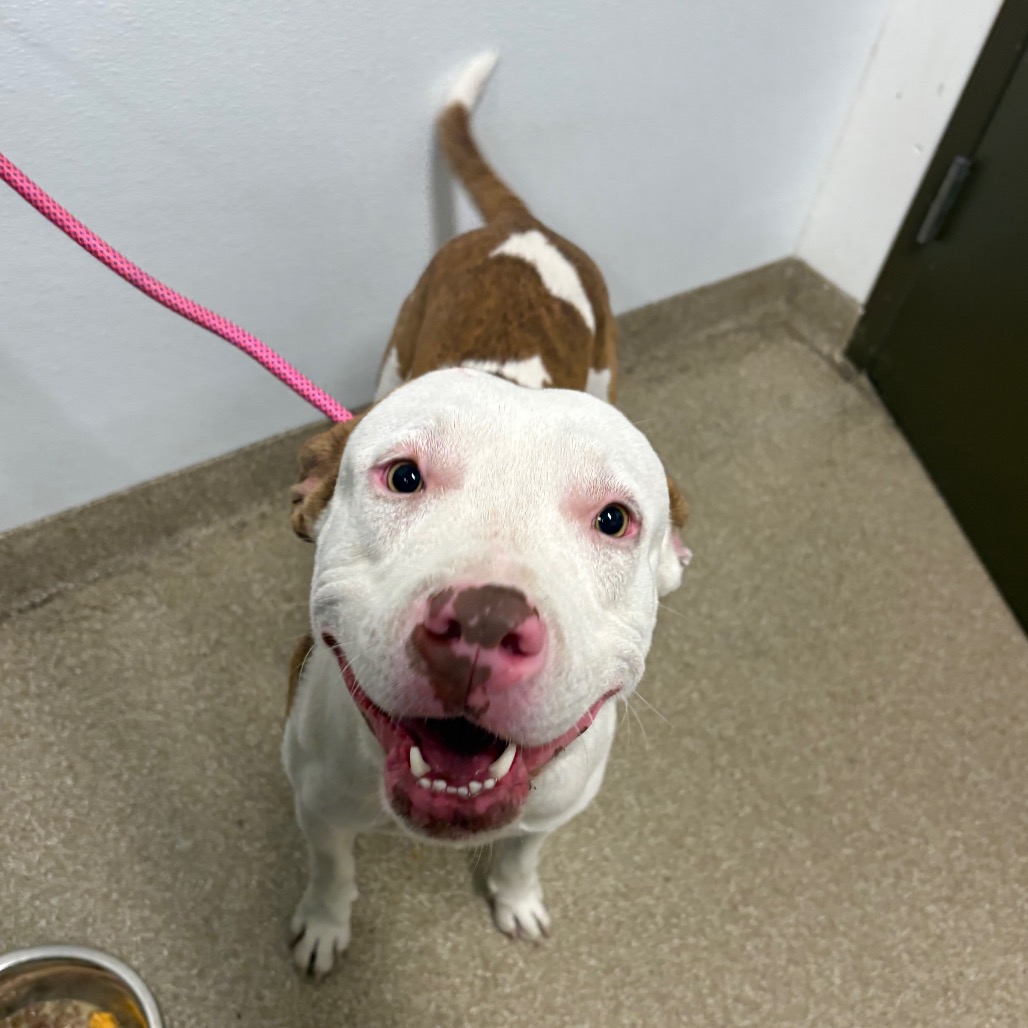 FRANK - Terrier, American Pit Bull / Retriever, Labrador available for adoption