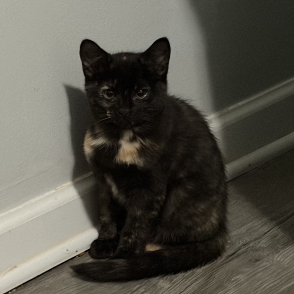 SHEBA - Domestic Shorthair available for adoption