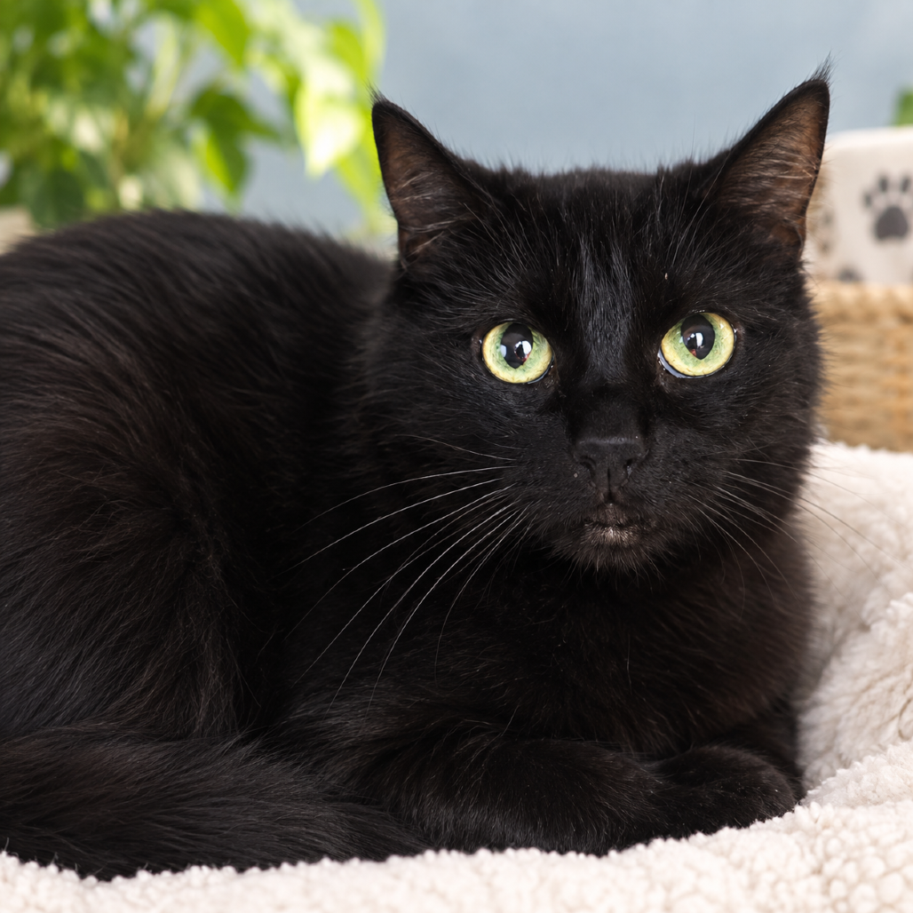 ANDARNA - Domestic Longhair available for adoption
