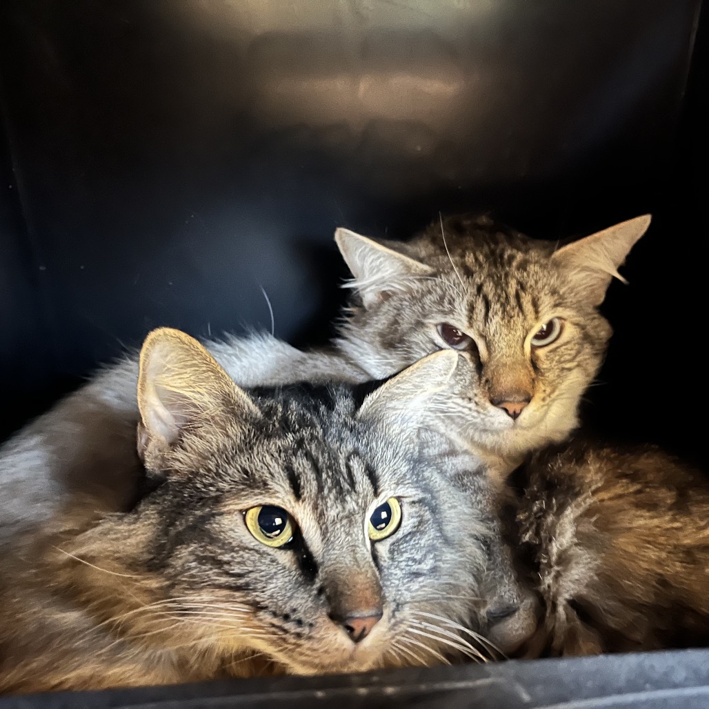 Photo of Cloudy Cat and Lightning 5