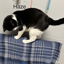 Haze--In Foster, photo 5