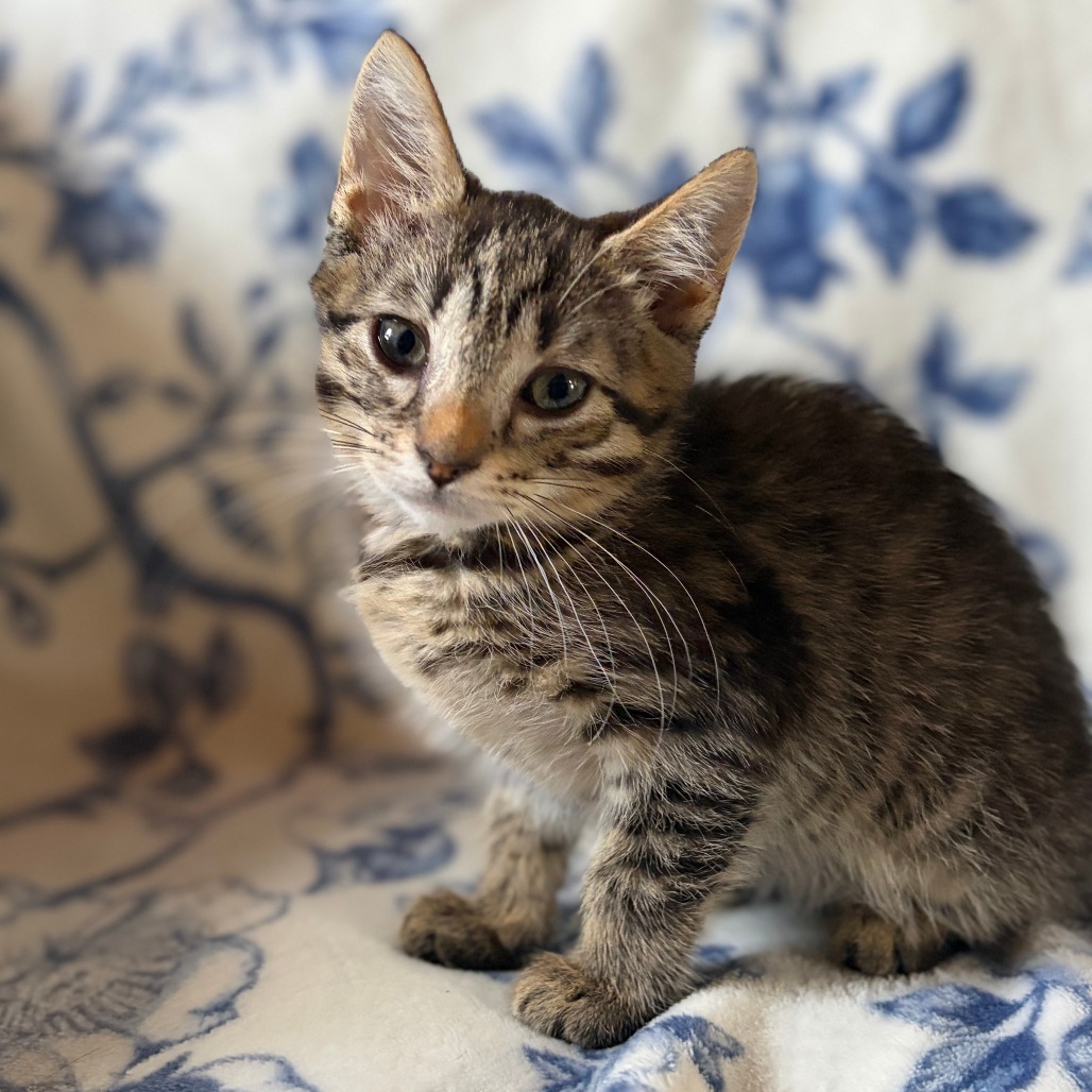 LAGOON - Domestic Shorthair available for adoption