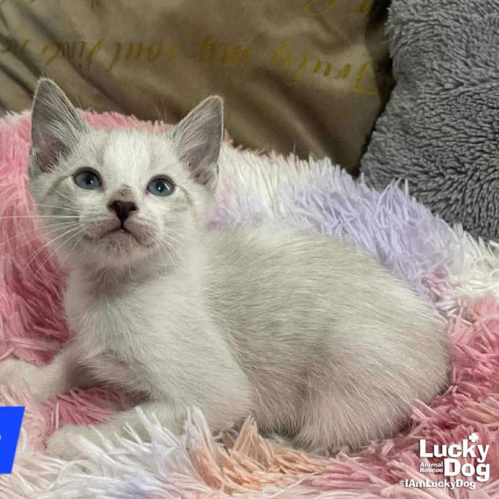 LIL SONIC - Domestic Shorthair available for adoption