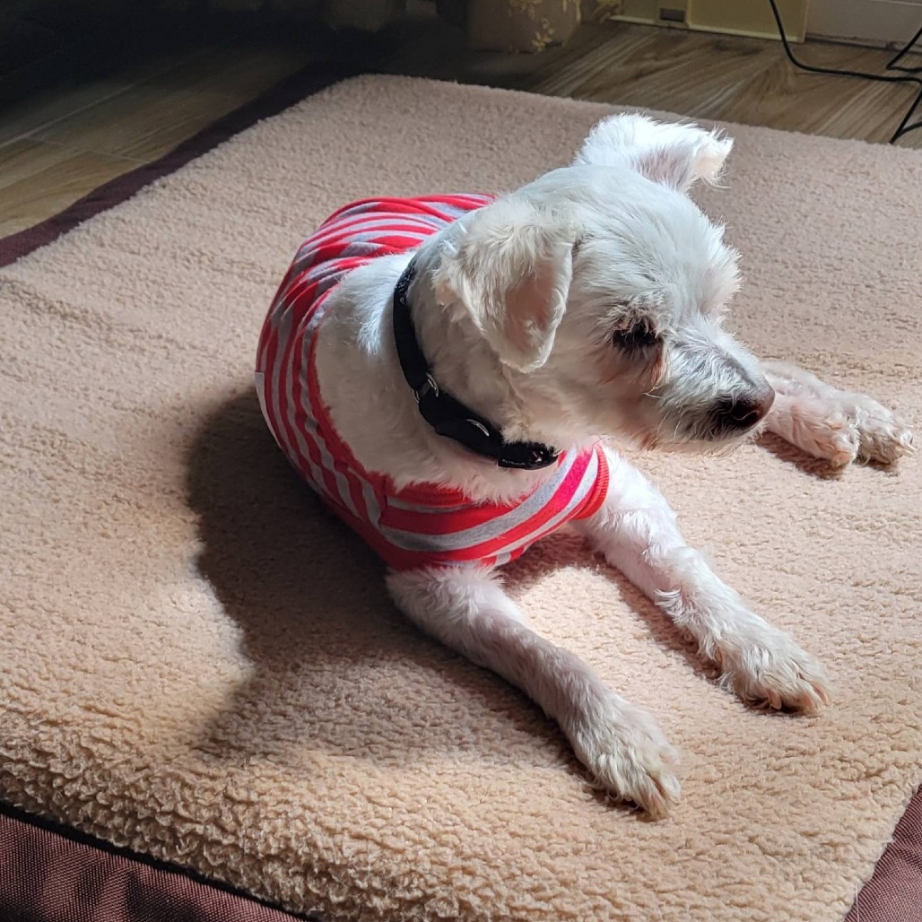 Chalupa, photo 11