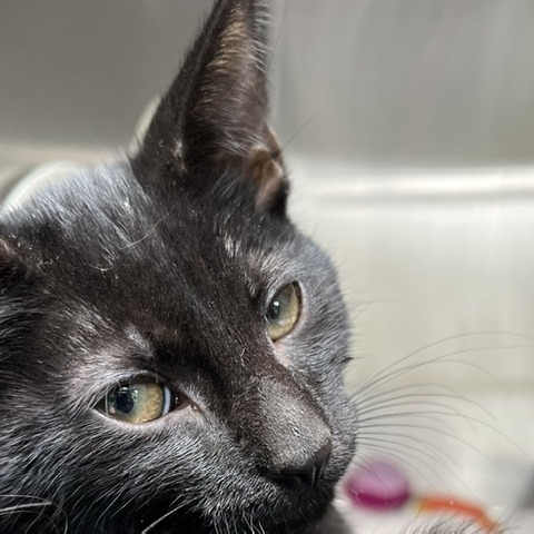 BOBA (PINK) - Domestic Shorthair available for adoption
