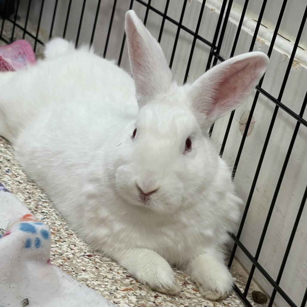 OLAF (AND BLIZZARD) - American Sable / Rex, Mini available for adoption