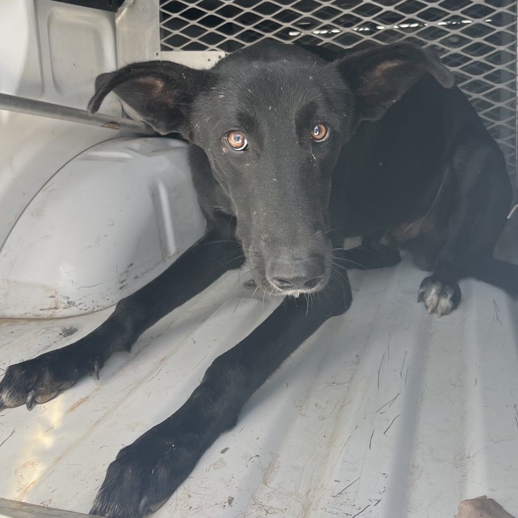 JOHN PORK - Shepherd / German available for adoption