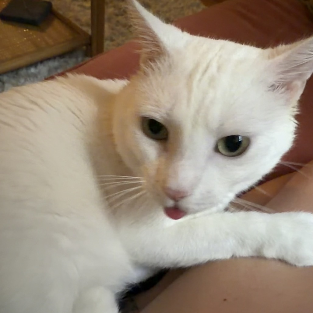 Casper, photo 6