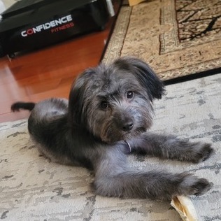 Animal named Sammie