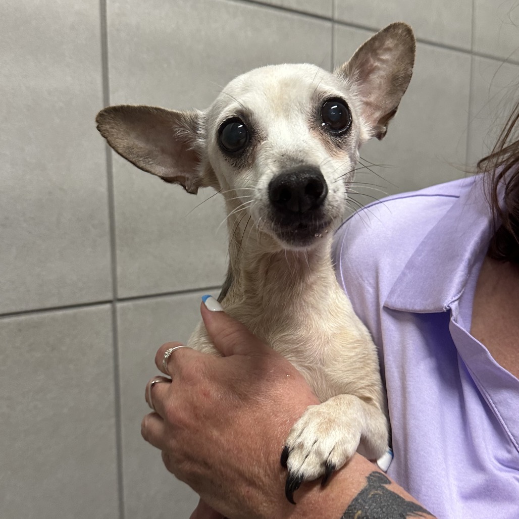 Hinsdale Humane Society Adopt a Dog: Find Your Perfect Companion