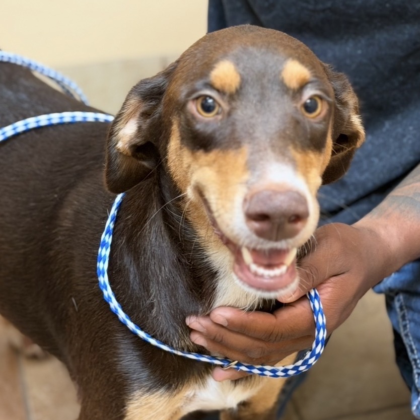 FWT BETH (WILLOW) - Pinscher, Doberman / Mixed Breed (Medium) available for adoption