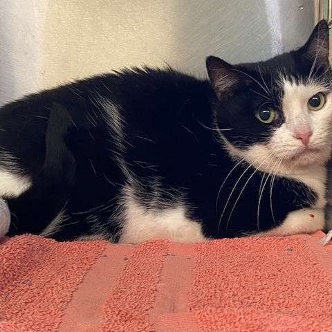 MISS M - Domestic Shorthair available for adoption