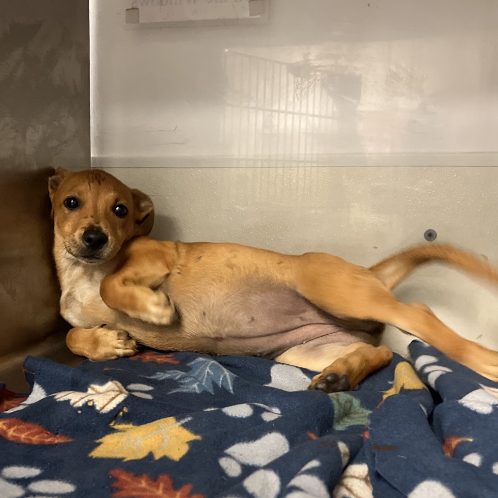 GAMORA - Mixed Breed (Medium) available for adoption
