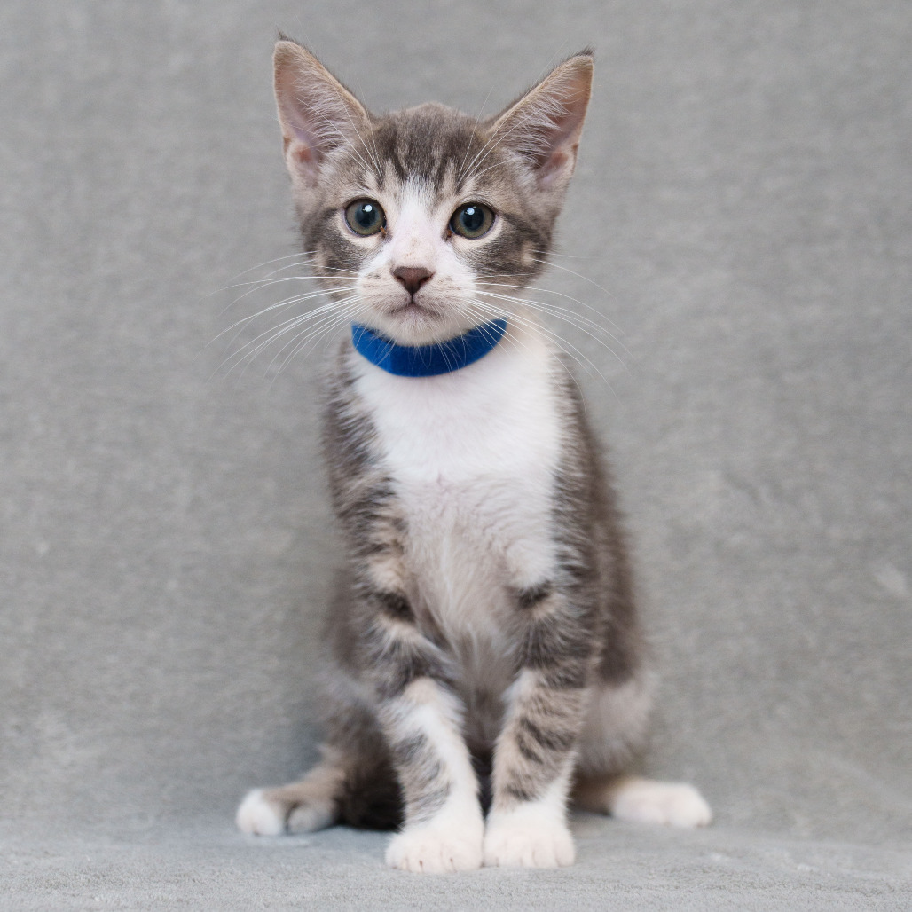 Antonio (Blue Collar)