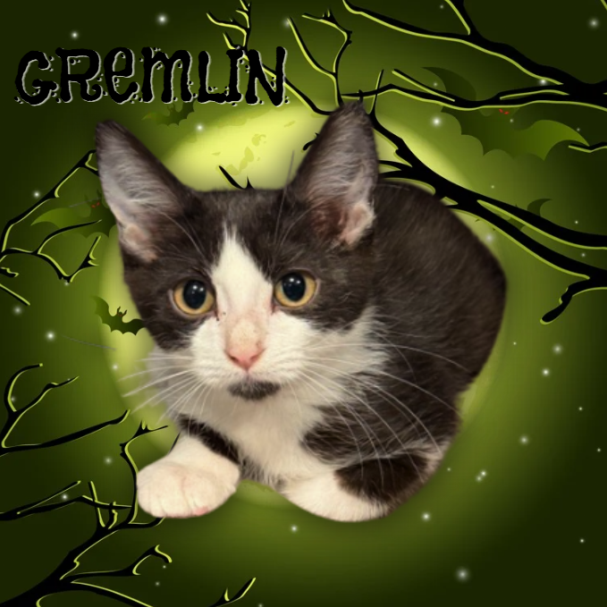 Gremlin Image