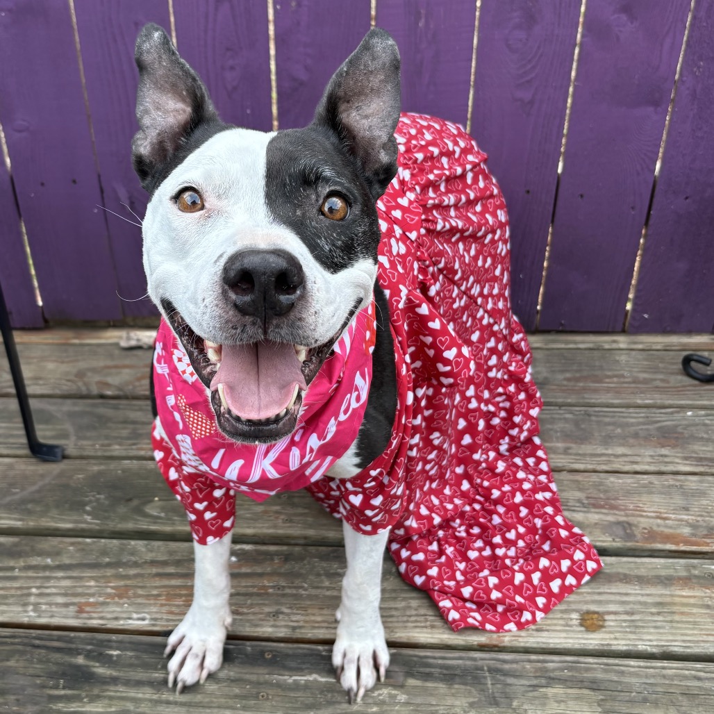 Vega, adoptable senior dog