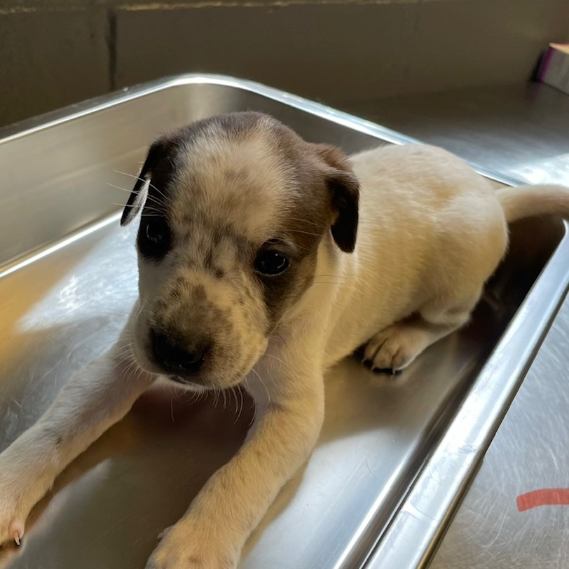 Tusc Stray 84001 2 3 4 5 6 7