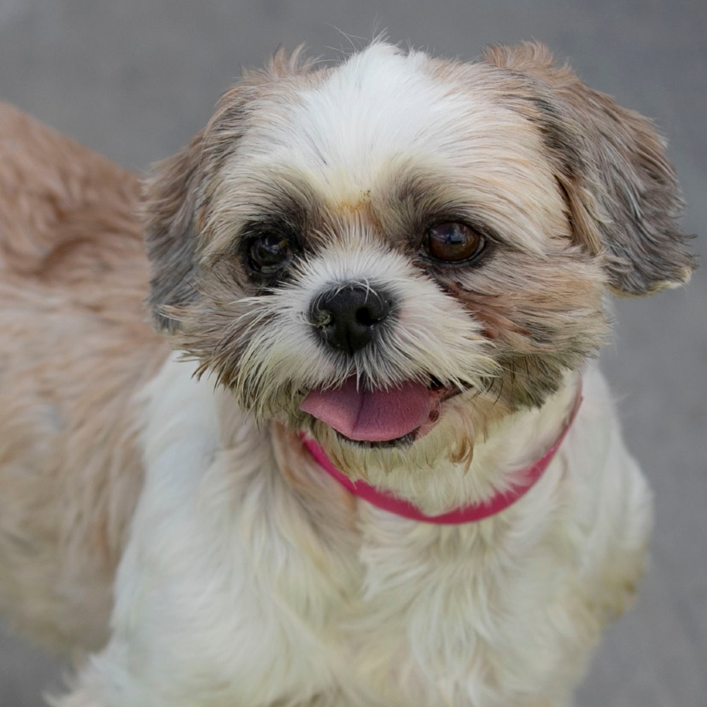 KIBBLES (AG26-119) - Shih Tzu available for adoption