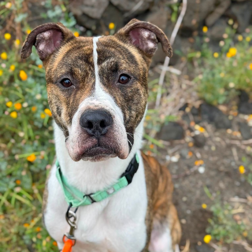 Pit Bull