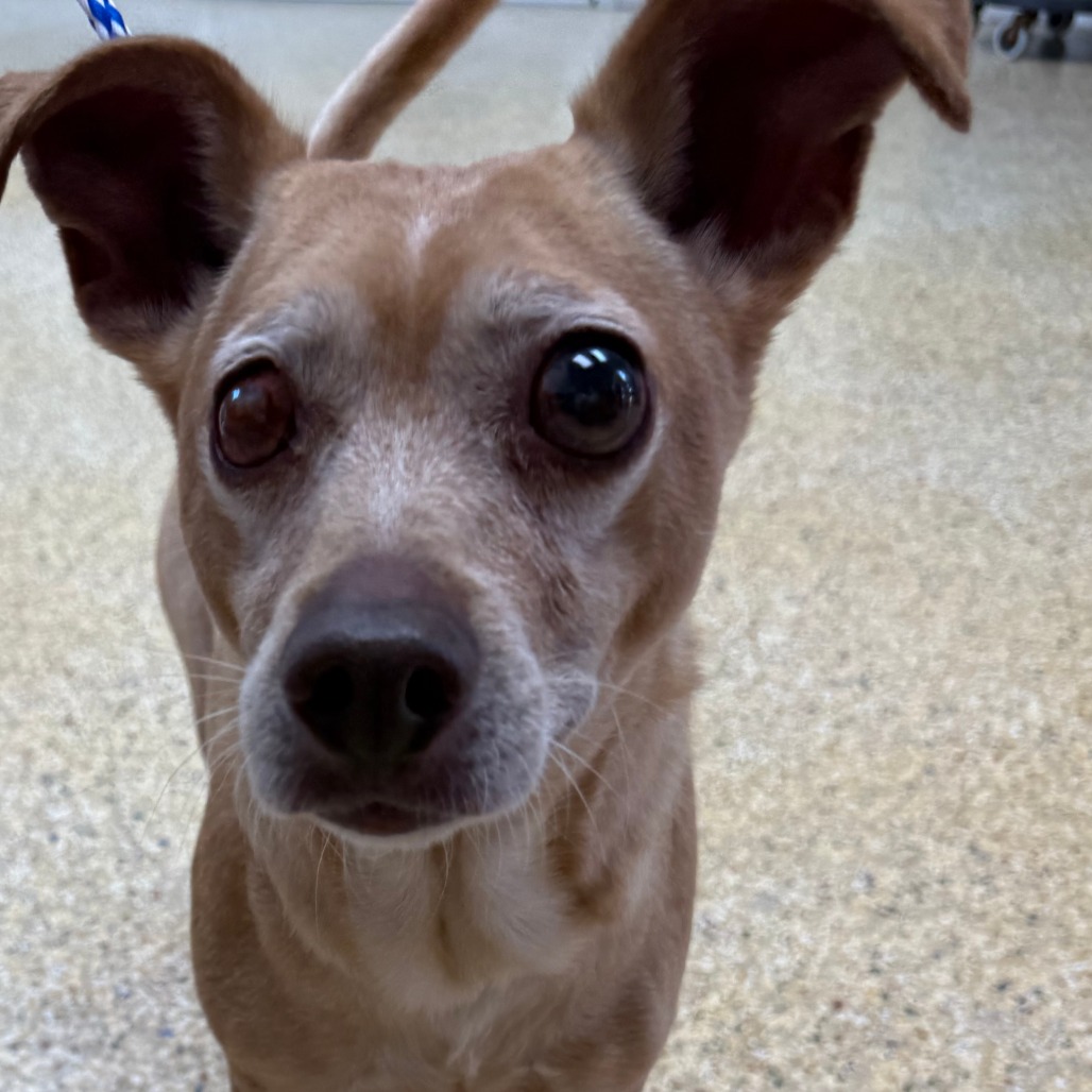 TIMMY - Chihuahua / Short Coat available for adoption