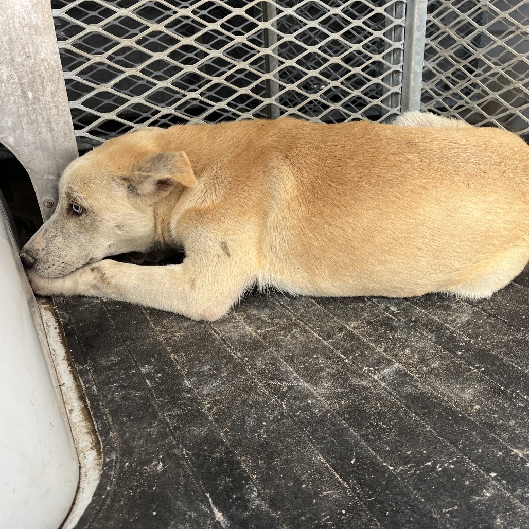 BILLY - Shepherd available for adoption