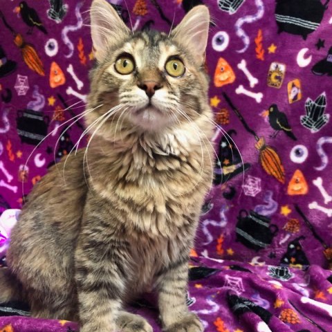 Cleo, photo 4