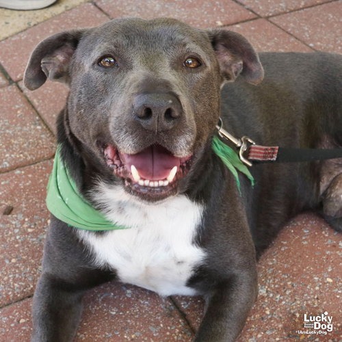 HUFFLEPUFF - Retriever, Labrador / Terrier available for adoption
