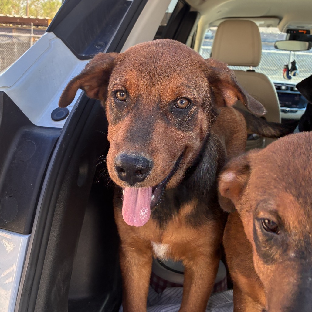 REBEL - Shepherd available for adoption