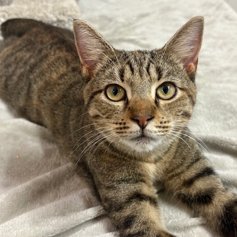 Close-up photo of Lady Mormont