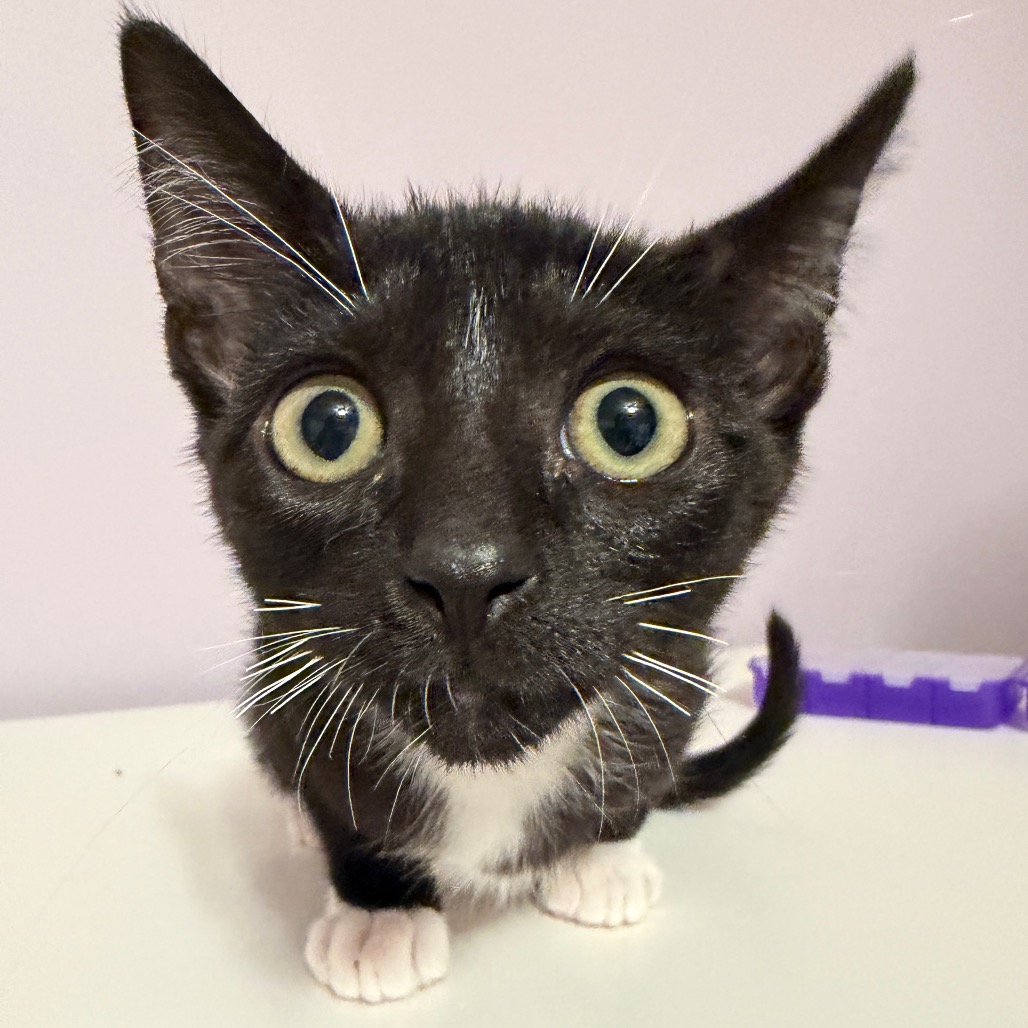 OZ - Domestic Shorthair for adoption in Aurora