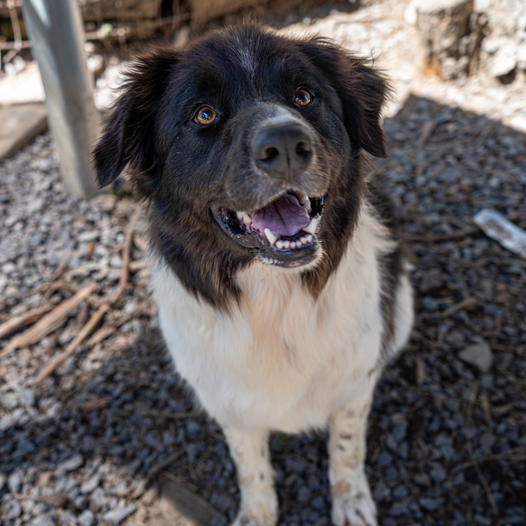 BODIE, photo 5