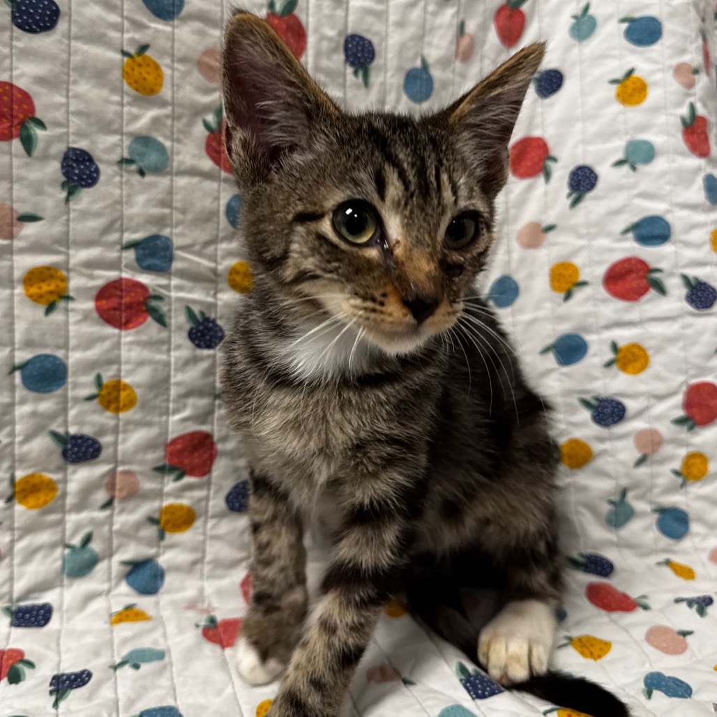 CHAI - Domestic Shorthair available for adoption