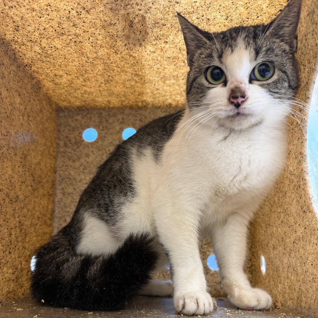  Photo of TUSC-Wildlife-82840