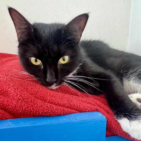 Artemis the Cat