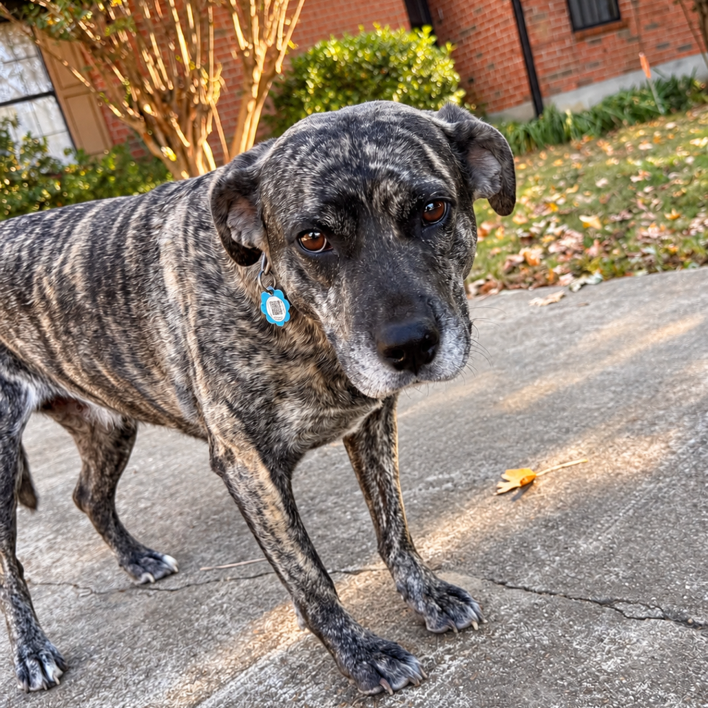 Daisy Duke (Formerly Phoebe), photo 4