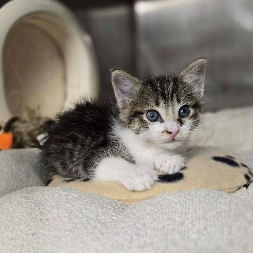 JENNY - Domestic Shorthair available for adoption
