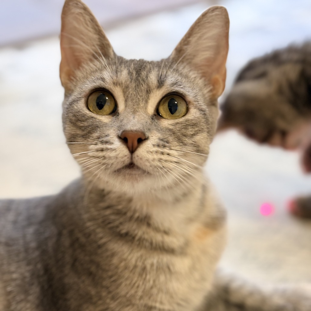 Marseilles is available for adoption at PALNV